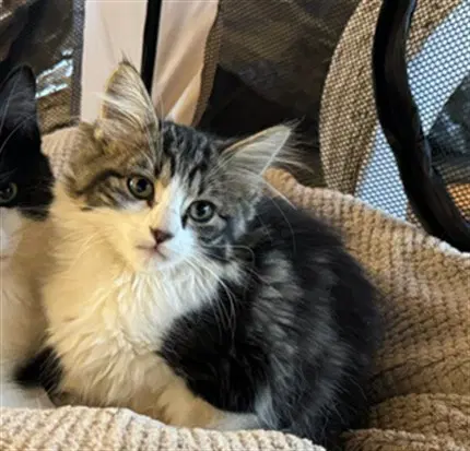 Fluffy - Domestic Medium Hair