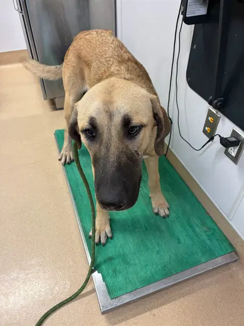 Ronnie - Anatolian Shepherd