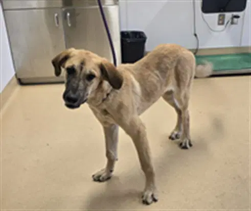 Reggie - Anatolian Shepherd
