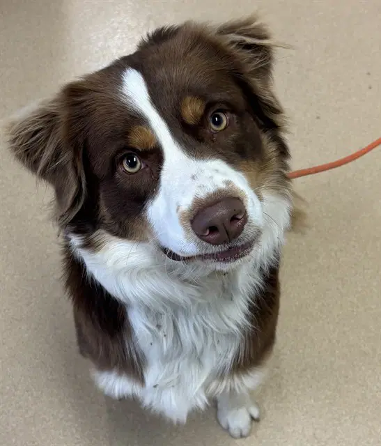 Russet - Australian Shepherd