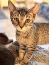 adoptable Cat in South Lake Tahoe, CA named RILEY