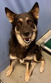 adoptable Dog in South Lake Tahoe, CA named CARA