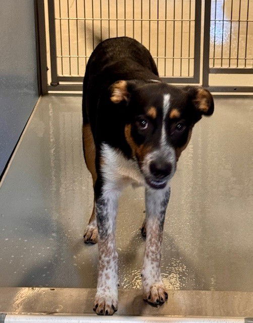 adoptable Dog in South Lake Tahoe, CA named OSCAR