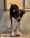 adoptable Dog in  named OSCAR