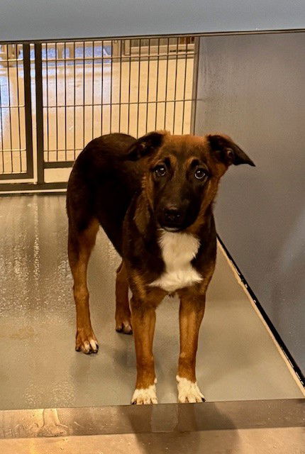 adoptable Dog in South Lake Tahoe, CA named ALABAMA