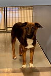 adoptable Dog in  named ALABAMA