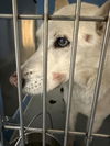 adoptable Dog in  named A166515