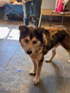 adoptable Dog in  named HAYMITCH