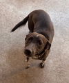adoptable Dog in  named MAEVE