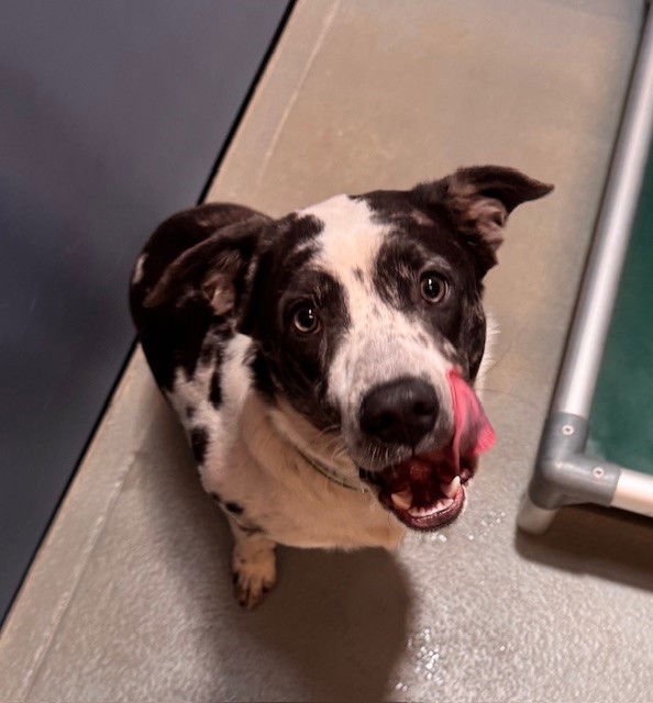adoptable Dog in South Lake Tahoe, CA named MARBLE