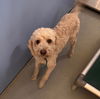 adoptable Dog in  named MANILLA