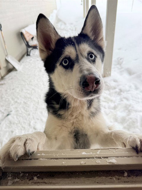 Siberian Husky