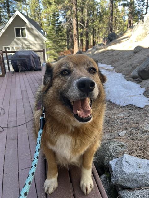 SUNNY, an adoptable Golden Retriever in South Lake Tahoe, CA