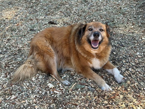 SUNNY, an adoptable Golden Retriever in South Lake Tahoe, CA