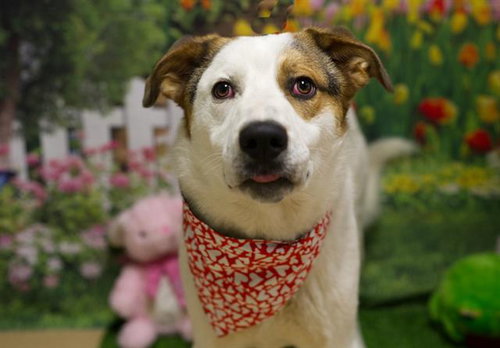 LEONARD, an adoptable Anatolian Shepherd in South Lake Tahoe, CA