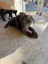 GOOSE - Photo 1