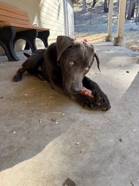 GOOSE - Labrador Retriever available for adoption