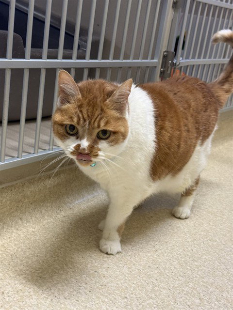 ZIGGY - Domestic Short Hair available for adoption