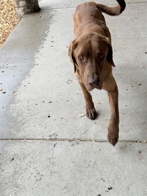 LOUIE