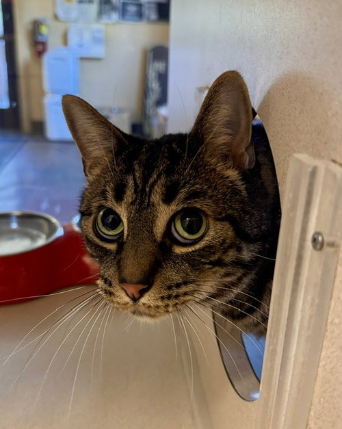 CB, an adoptable Domestic Short Hair in South Lake Tahoe, CA