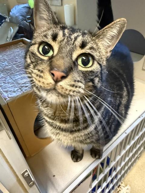 CB, an adoptable Domestic Short Hair in South Lake Tahoe, CA