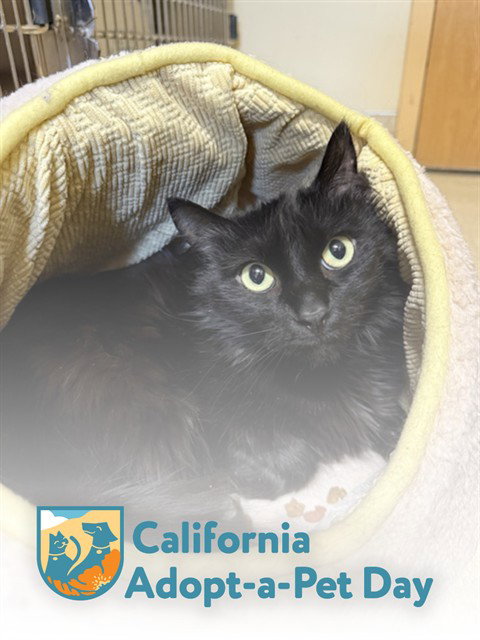 SASSY, Adult Bombay (medium coat), cat for adoption in Carson City, Nevada