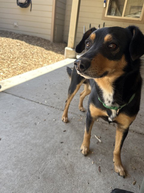JACKSON, an adoptable Australian Kelpie in South Lake Tahoe, CA
