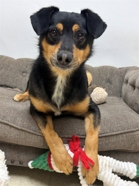 JACKSON, a dog for adoption from El Dorado County Animal Services - South Lake Tahoe