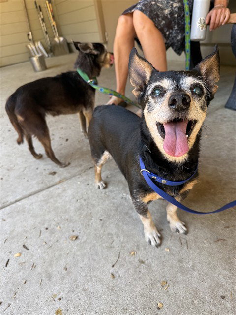 MIA, an adoptable Chihuahua in South Lake Tahoe, CA