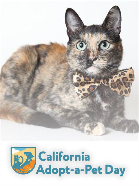 MAPLE, Adult Domestic Short Hair (medium coat), cat for adoption in Carson City, Nevada