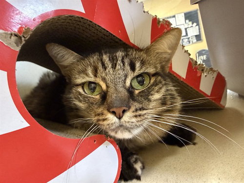 TAFFY, an adoptable Domestic Long Hair in South Lake Tahoe, CA