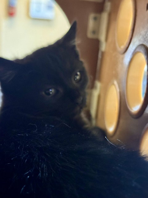 Missy