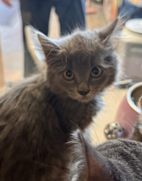 FUZZY, an adoptable Domestic Long Hair in South Lake Tahoe, CA