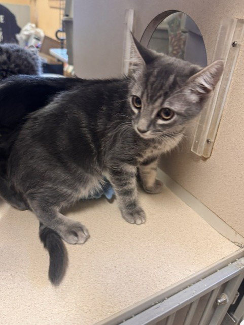 DAISY, an adoptable Domestic Short Hair in South Lake Tahoe, CA