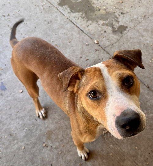 picture of the dog needing adoption