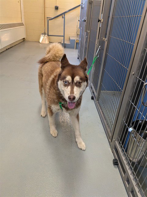 picture of the dog needing adoption