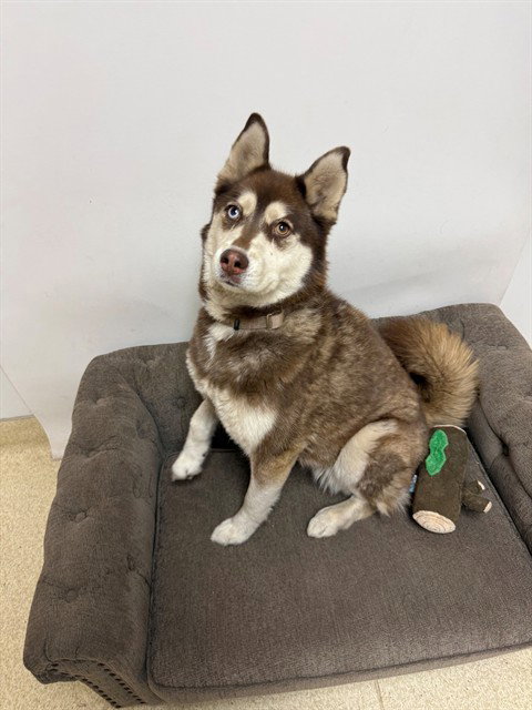 MYA, a dog for adoption from El Dorado County Animal Services - South Lake Tahoe