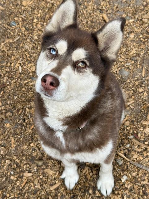 MYA