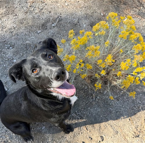 PEARL, a dog for adoption from El Dorado County Animal Services - South Lake Tahoe