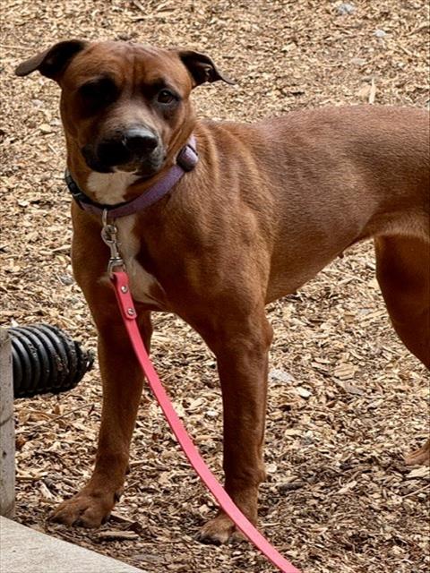 picture of the dog needing adoption