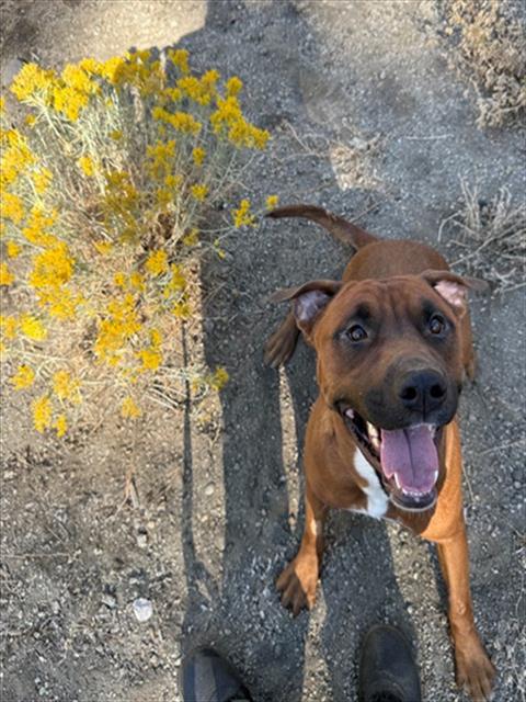 ZARA, a dog for adoption from El Dorado County Animal Services - South Lake Tahoe