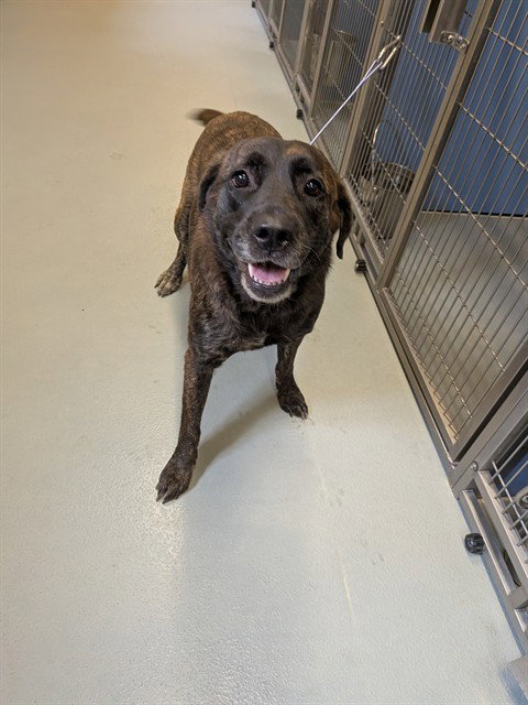 picture of the dog needing adoption