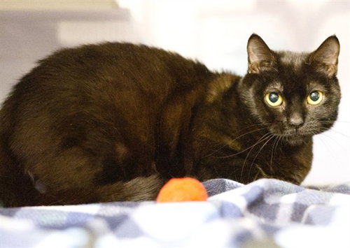picture of the cat needing adoption