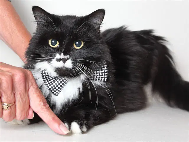 Bobbi - Domestic Long Hair