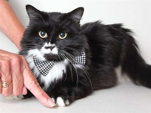 picture of the cat needing adoption