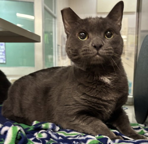 picture of the cat needing adoption
