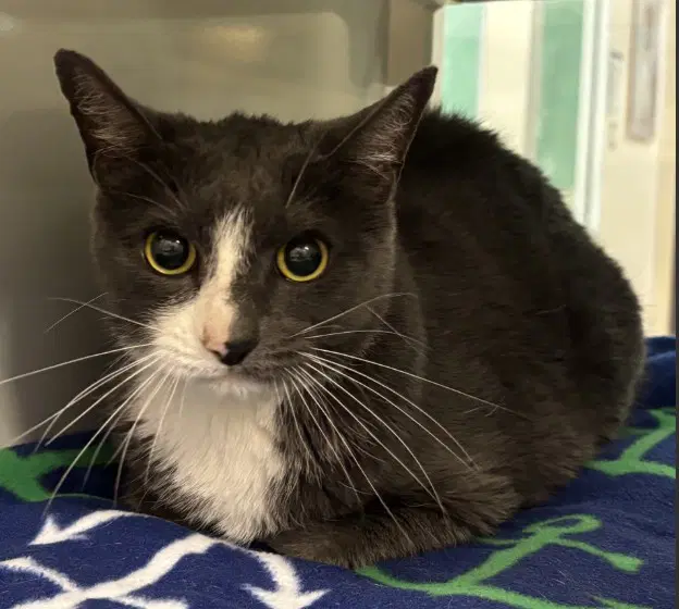 Luna - Domestic Short Hair