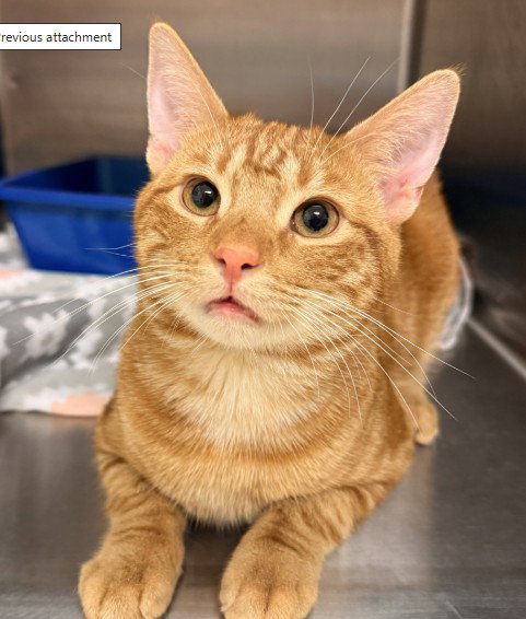 picture of the cat needing adoption