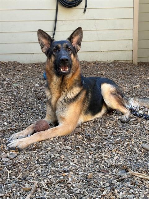 GIZMO, a dog for adoption from El Dorado County Animal Services - South Lake Tahoe