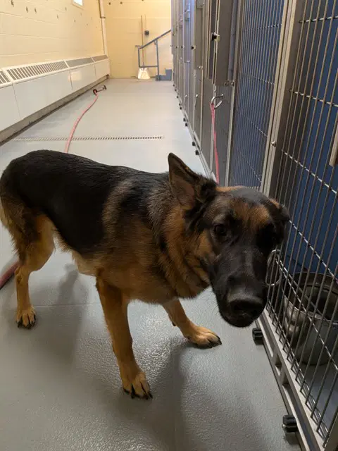 Floppy - German Shepherd Dog